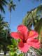 flowers...