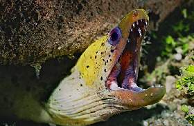 Muraene
